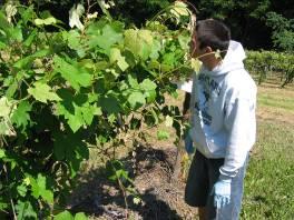 Scouting is the foundation of vineyard IPM Scouting helps vineyard managers know when pests are present, and at what levels. Early detection avoids outbreaks.