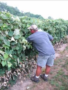 Scouting in your vineyards Options for growers - independent IPM scout - distributor