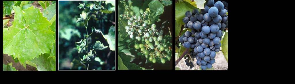 Powdery Mildew Distribution: statewide Conditions for infection: