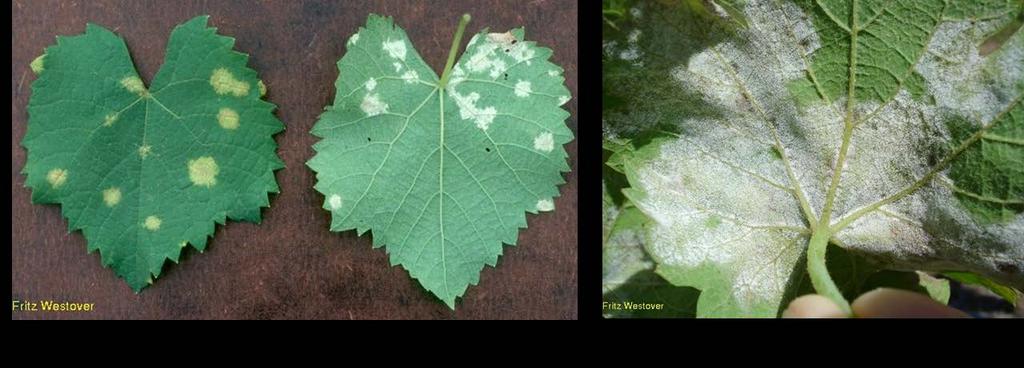 Downey Mildew Distribution: everywhere except West TX Conditions for infection: