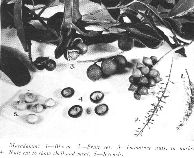 BOTANY The Macadamia is a member of the Protea family, which includes such relatives as the Grevillea (silk oak), Hakea, Leucadendron, and other ornamental plants.