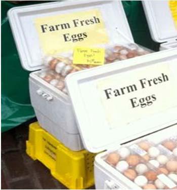 safe handling instructions, etc 15 Farmers Markets- eggs Egg carton must be clearly labeled