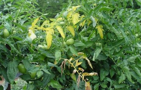 Lecture 14 - Diseases of Tomato Damping off: Pythium aphanidermatum s Damping off of tomato occurs in two stages, i.e. the pre-emergence and the postemergence phase.