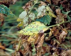 If high temperature and humidity occur at this time, much of the foliage is killed. Lesions on the stems are similar to those on leaves, sometimes girdling the plant if they occur near the soil line.