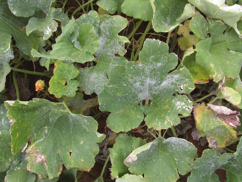 Powdery mildew: This disease is mostly a problem on squash and pumpkin, and although it affects susceptible varieties of all cucurbits crops (Fig 8).