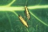 Larvae are small (5/16 inch), light green,