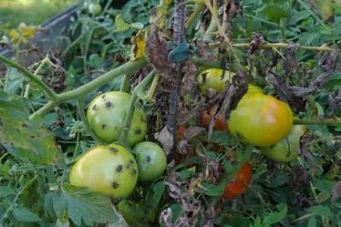 Serious pest of vegetables such as tomatoes,
