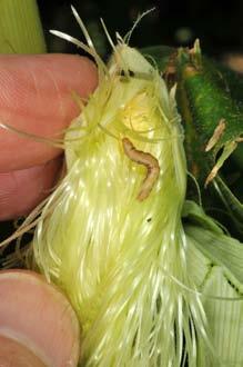 Western Bean Cutworm 211 Moth emergence was 2