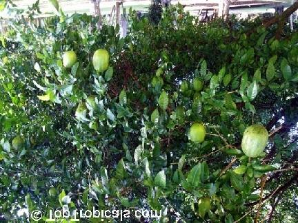 LOCAL NAMES English (bergamot orange); French (bergamotier); Indonesian (bergamet) BOTANIC DESCRIPTION Citrus bergamia is an erect, unarmed, much branched tree up to 12 m tall, with trunk up to 25 cm