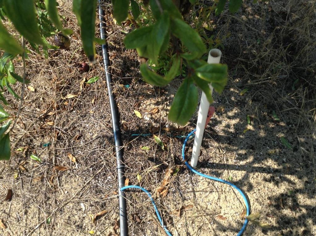 Production Costs and Practices Irrigation Drip emitter or micro sprinkler Frequency: