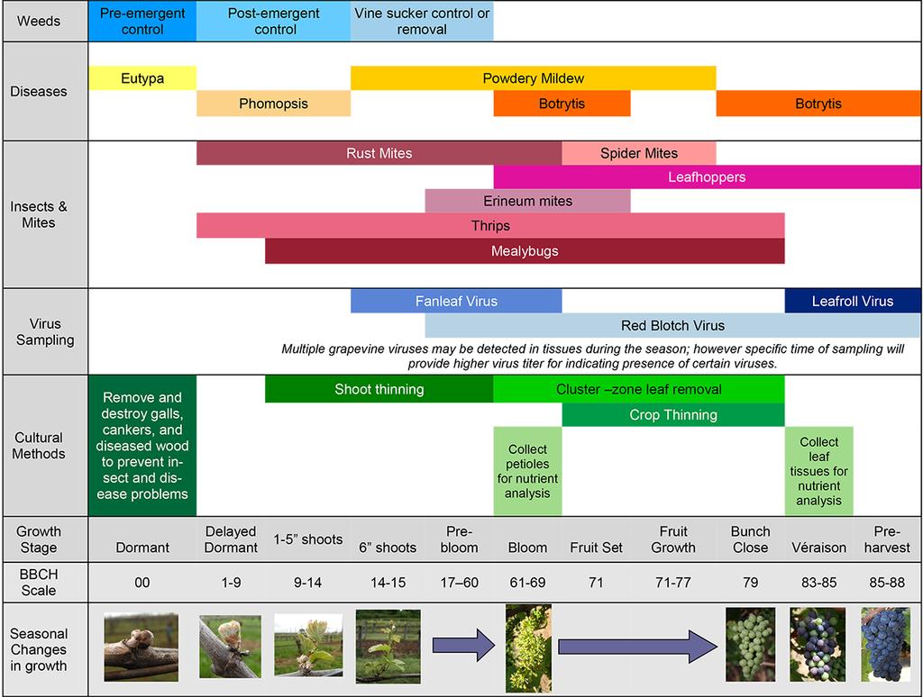 Figure 1. Seasonal timing for monitoring and management of weeds, insects, mites, and diseases in vineyards. Main pests of concern across Oregon s grape growing regions are included.