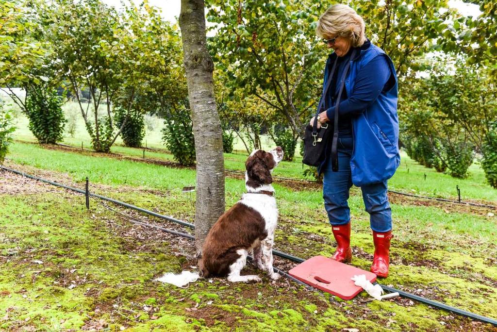 Truffle Hunt & Tasting Experience the thrill of a truffle hunt.
