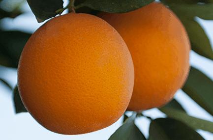 Small fruit is very tight on Valencia Oranges, but larger sizes 88+ are in good supply.