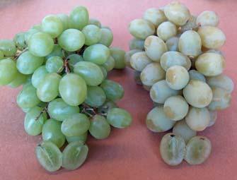 High rates of SO 2 caused these early season Thompson Seedless grapes to brown CONTROL 15000 ppm-hr SO 2 expressed as c x t product in a one hour fumigation.