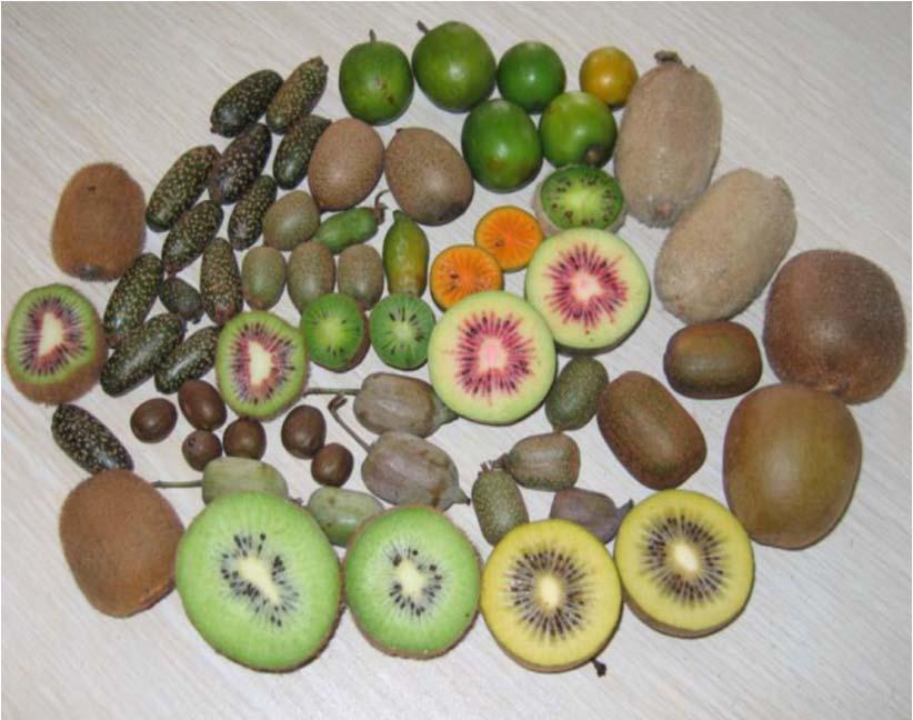 Kiwifruit Handling ` Kiwifruit Bird Kiwifruit are