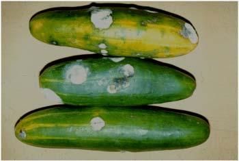 Shelf-life of cucumbers in relation to temperature Chilling