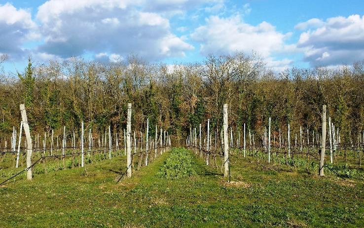 Vineyard biomass and winemaking coproduct