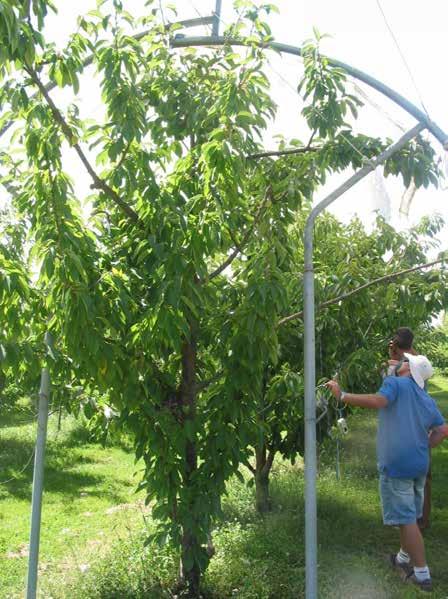 Chris Dennison organic cherry grower Chris aims for a price premium of an extra 30% over conventionally grown cherries.