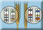 More variation greater adaptability Selective breeding monoculture