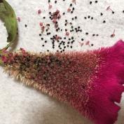 Seeds and chaff on screen Celosia
