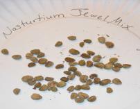 glass or ceramic plate to dry (not paper or even waxed paper): use a non-sticking material Drying tomato seeds See the LABEL!