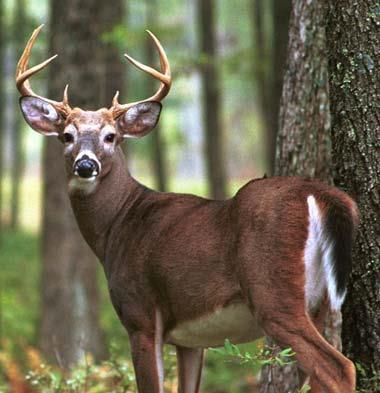 Preserving Beef and Venison Handle venison safely to prevent contamination Consult DNR resources for current information on Chronic Wasting Disease