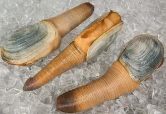 B.C. INTERNATIONAL EXPORTS - INVERTEBRATE & MARINE PLANT PRODUCTS saw continued notable growth in the value of geoduck exports up 50 per cent over 2016 reaching $57 million with shipments to 19
