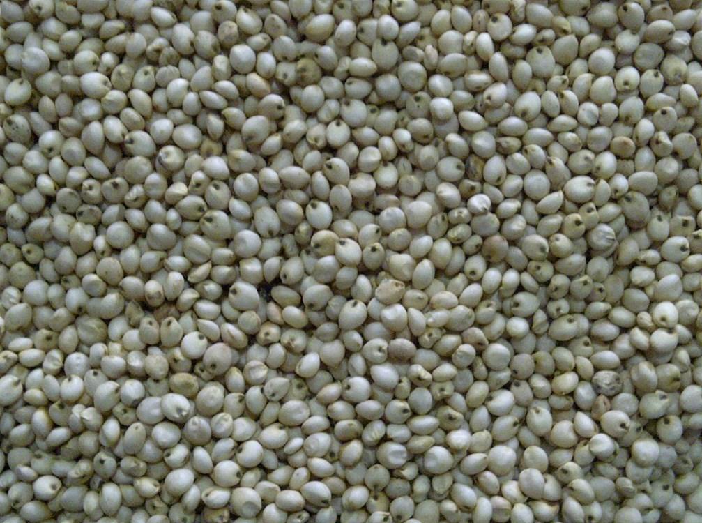 Millet We can offer Millets have high protein content thus enhances the energy level and provides immunity.