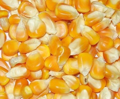 Yellow Corn We furnish superior quality Yellow Corn, which is suitable for both human consumption and animal feed. The Yellow Maize offered by us is widely recommended by our global customers.