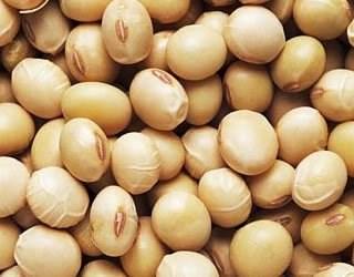 Soybean Seeds We present to our Soybean Seeds which are highly demanded in the market due to the excellent quality.