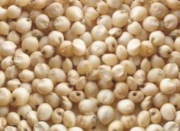 Our skilled farmers have the proper know how of the process involved in the production and storage of the Soybean Seeds to get healthy seed.