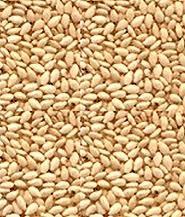 Our Sesame Seeds highly demanded in the domestic as well as international market Cumin Seeds We offer Cumin Seeds that are commonly known as Jeera in the global market.