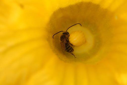 Protecting pollinators Sq/Pumpk flowers usu. close in afternoon, so most pollinator activity is in morning.