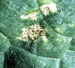 Onion thrips (bottom left) are more common outdoors, but glasshouse-raised plants could