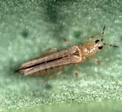 Onion thrips adult females are greyish-yellow to brown and larvae are greenish (there