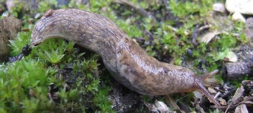 Slugs eg the grey field Aphis slug, gossypii, Deroceras Macrosiphum reticulatum euphorbiae, etc.
