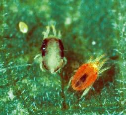 Young mites and summer adults are green with two black patches on each side of their