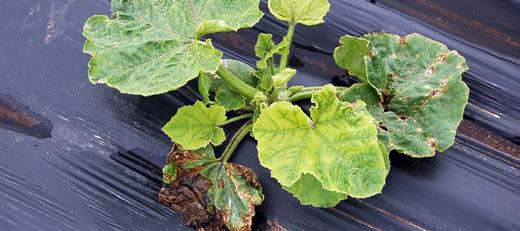 BACTERIAL DISEASES Angular leaf spot Pseudomonas syringae pv.