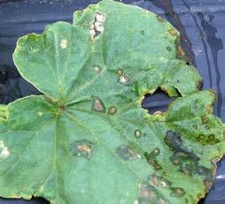 Water-soaked to grey leaf lesions are angular (clearly defined by leaf veins) and may have