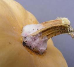 Severe brown lesions on stem bases and upper root tissues can result
