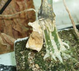 Brown stem lesions may girdle the stem, resulting in foliar wilting and death; brown sticky