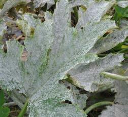 White powdery growth develops on both leaf surfaces, petioles and stems, but rarely on