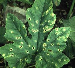 FUNGAL DISEASES Scab (gummosis) Cladosporium cucumerinum Leaf