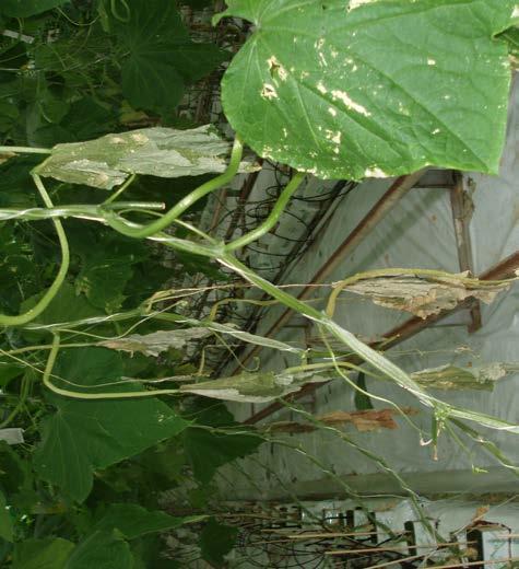 FUNGAL DISEASES Verticillium wilt Verticillium dahliae Affects most cucurbit crop species but rare on outdoor crops in the UK.