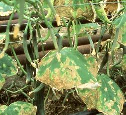 OOMYCETE DISEASES Downy mildew Pseudoperonospora cubensis Initially