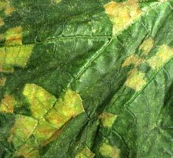 are angular and delimited by leaf veins.