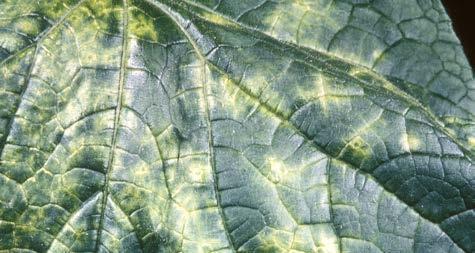 VIRAL DISEASES Cucumber Mosaic Virus CMV Causes severe plant stunting, yellow leaf mosaic or mottle, downward leaf