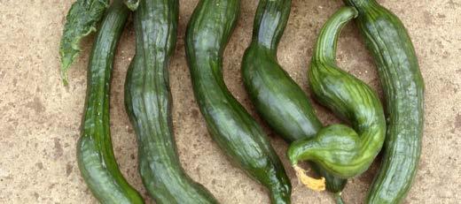 VIRAL DISEASES Zucchini Yellow Mosaic Virus ZYMV Leaves are severely distorted with yellow mosaic, narrow lamina,