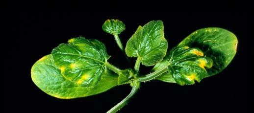 Patchy chlorosis at leaf tip and between veins.