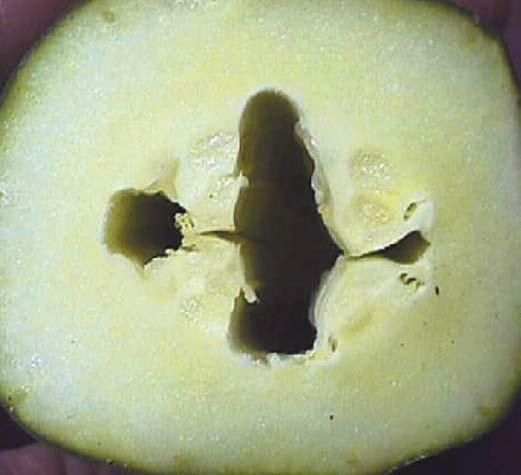 Chilling/frost Hollow injury heart The formation of a cavity inside the fruit.